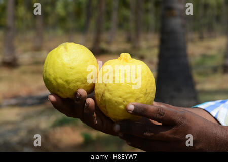 Raccolte di cedro di cui è stato eseguito il rip dei frutti in una piccola fattoria di cedro in Tamil Nadu, India. Foto Stock