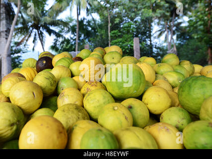Raccolte di cedro di cui è stato eseguito il rip dei frutti in una piccola fattoria di cedro in Tamil Nadu, India. Foto Stock