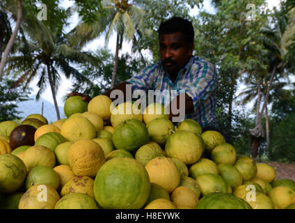 Raccolte di cedro di cui è stato eseguito il rip dei frutti in una piccola fattoria di cedro in Tamil Nadu, India. Foto Stock