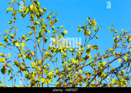 Foglie giovani di betulla Foto Stock