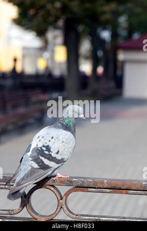 Pigeon seduto sulla recinzione Foto Stock