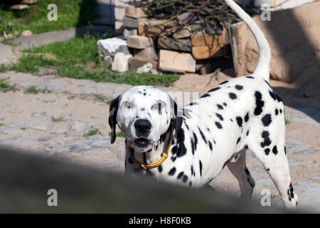 Dalmatians aree protette Foto Stock