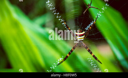 St. Andrew's Cross , ragno Argiope poggia su web, Ko Tao, Thailandia Foto Stock