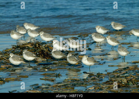 Sanderlings Calidris alba alimentazione su North Norfolk Beach in inverno Foto Stock