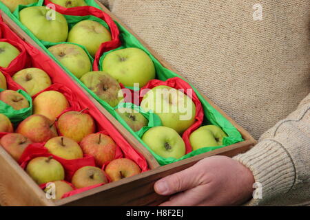 Appena raccolto mele, avvolto in carta velina per prevenire decomporsi, sono prese in un vassoio di legno da un giardiniere per autunno e inverno storage UK Foto Stock