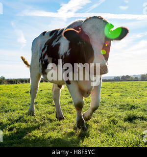 Agricoltura singola vacca organica marrone e bianco mucca nel campo ,il pascolo .shot in basso con sun flare in inizio di mattina di luce. Foto Stock