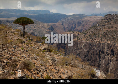 Sangue di Drago albero, dracaena cinnabari, su un isola di Socotra, Yemen Foto Stock