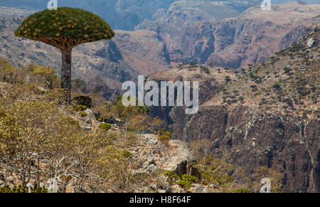 Sangue di Drago albero, dracaena cinnabari, su un isola di Socotra, Yemen Foto Stock