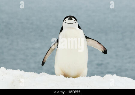 Pinguini Chinstrap (Pygoscelis Antartide) Penisola Antartica, Antartide Foto Stock