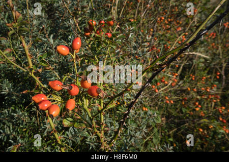 Red Rose hips, frutti di bosco su una rosa selvatica bush nelle dune. Egmond aan Zee, North Holland dune riserva, Paesi Bassi. Foto Stock
