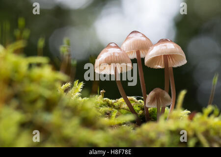 La mungitura del cofano o del latte-drop (Mycena Mycena galopus) di MOSS, Hesse, Germania Foto Stock