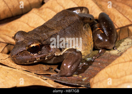 Smoky jungle frog (Leptodactylus pentadactylus), Nicaragua Foto Stock