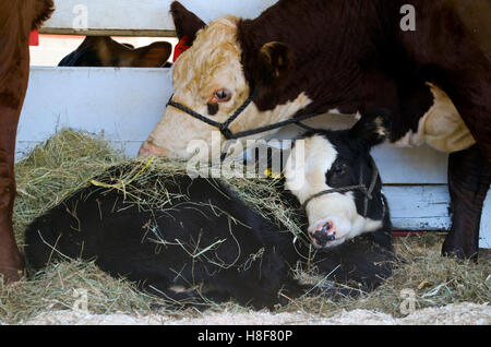Di vitello con vacca madre in County Fair, Maine, Stati Uniti d'America Foto Stock