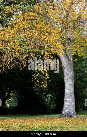 Betula utilis jacquemontii. Foglie di autunno su un Occidente Himalayan betulla Foto Stock