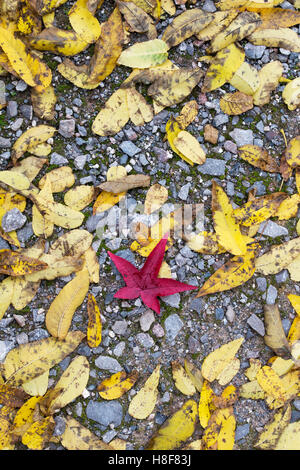 Red acer foglie su un giardino percorso con altri le foglie in autunno. Regno Unito Foto Stock