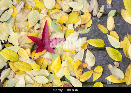 OctoberRed acer foglia sul caduto Kentucky coffeetree lascia su di un sentiero in autunno. Regno Unito Foto Stock