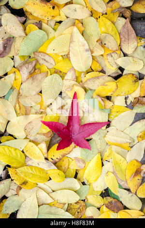 Red acer foglia sul caduto Kentucky coffeetree lascia su di un sentiero in autunno. Regno Unito Foto Stock