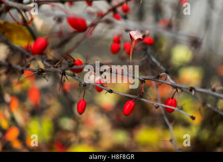 Cornus mas (corniolo, europeo o corniolo corniolo sanguinello) in autunno Foto Stock