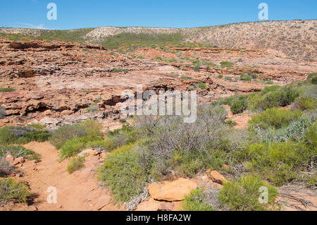 Macchia nativa paesaggio con trail a Pot Alley con la flora e la pietra arenaria rossa vicino alla costa di Kalbarri, Western Australia. Foto Stock