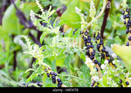 Ceylon impianto di spinaci in azienda Foto Stock