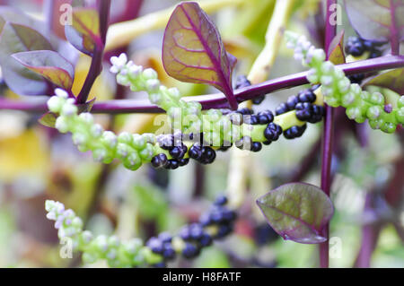 Ceylon impianto di spinaci in azienda Foto Stock