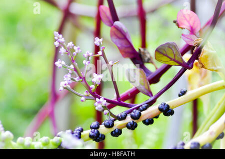 Ceylon impianto di spinaci in azienda Foto Stock