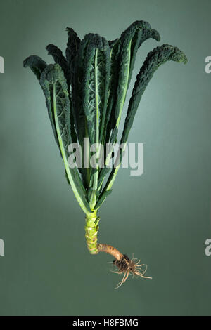 Foto isolata di un lacianto kale pianta con radici ancora attaccato. Fotografato su un verde di sfondo per studio come se fluttuante Foto Stock