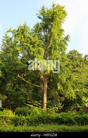 Vista del Ginkgo biloba, noto come il ginkgo Foto Stock