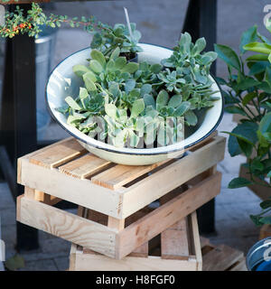 Vaso di metallo con succulenti . Giardino in miniatura con cactus e piante grasse.Vista dall'alto. Foto Stock