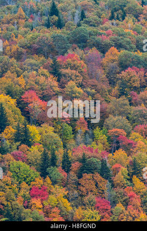 Foresta cambiando colore durante l'Autunno Foto Stock