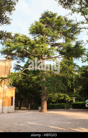 Cedrus atlantica, il cedro Atlas, è un nativo di cedro sulle montagne dell'Atlante del Marocco Foto Stock