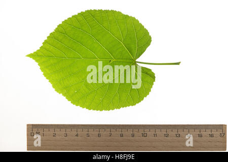 Silber-Linde, Silberlinde, Linde, Tilia tomentosa, Tilia argentea, argento linden, argento calce, Le Tilleul argenté, Tilleul de Ho Foto Stock