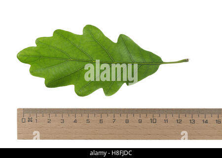 Trauben-Eiche, Traubeneiche, Wintereiche, Eiche, Quercus petraea, Quercus sessilis, Quercus sessiliflora, Rovere, Cornish o Foto Stock