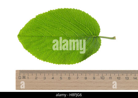 Wolliger Schneeball, Schnee-Ball, Viburnum lantana, Wayfaring Tree, Mansienne, Viorne lantane. Blatt, Blätter, leaf, foglie Foto Stock