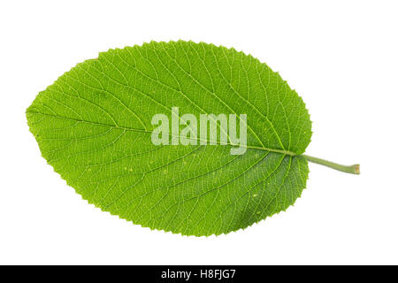 Wolliger Schneeball, Schnee-Ball, Viburnum lantana, Wayfaring Tree, Mansienne, Viorne lantane. Blatt, Blätter, leaf, foglie Foto Stock