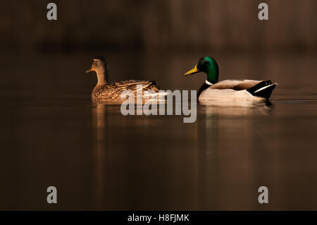Mallard coppia Anas platyrhynchos nuotare lontano dalla telecamera su un lago tranquillo al tramonto, Essex, Settembre Foto Stock
