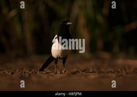 Eurasian Gazza Pica pica ritratto durante la mattina presto, Essex, Ottobre Foto Stock