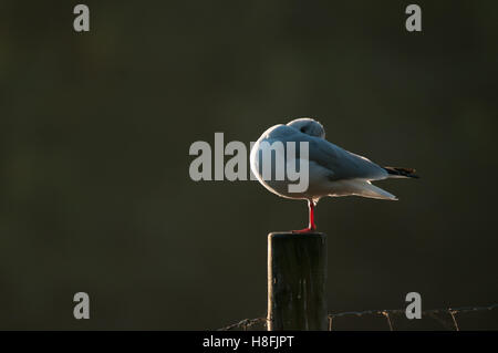 Testa nera Gull Chroicocephalus ridibundus preening le sue piume mentre retroilluminati da il Rising Sun, Essex, Ottobre Foto Stock