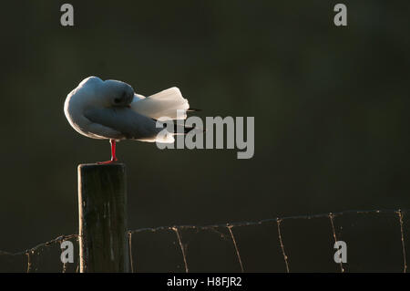 Testa nera Gull Chroicocephalus ridibundus preening le sue piume mentre retroilluminati da il Rising Sun, Essex, Ottobre Foto Stock