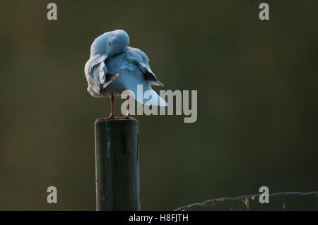 Testa nera Gull Chroicocephalus ridibundus preening le sue piume mentre retroilluminati da il Rising Sun, Essex, Ottobre Foto Stock