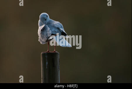 Testa nera Gull Chroicocephalus ridibundus preening le sue piume mentre retroilluminati da il Rising Sun, Essex, Ottobre Foto Stock