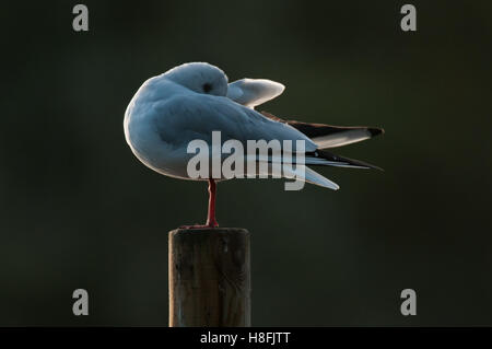 Testa nera Gull Chroicocephalus ridibundus preening le sue piume mentre retroilluminati da il Rising Sun, Essex, Ottobre Foto Stock