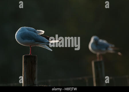 Testa nera Gull Chroicocephalus ridibundus preening le sue piume mentre retroilluminati da il Rising Sun, Essex, Ottobre Foto Stock