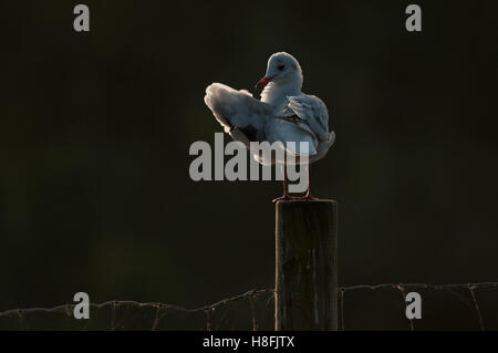 Testa nera Gull Chroicocephalus ridibundus preening le sue piume mentre retroilluminati da il Rising Sun, Essex, Ottobre Foto Stock