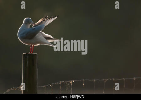 Testa nera Gull Chroicocephalus ridibundus preening le sue piume mentre retroilluminati da il Rising Sun, Essex, Ottobre Foto Stock