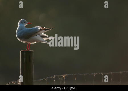 Testa nera Gull Chroicocephalus ridibundus preening le sue piume mentre retroilluminati da il Rising Sun, Essex, Ottobre Foto Stock