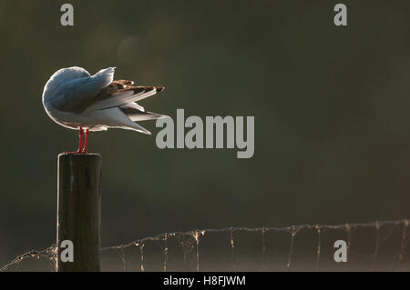 Testa nera Gull Chroicocephalus ridibundus preening le sue piume mentre retroilluminati da il Rising Sun, Essex, Ottobre Foto Stock