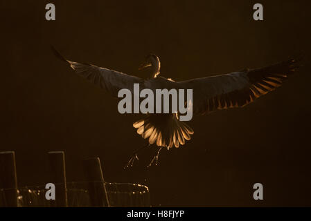 Airone cenerino Ardea cinerea lo sbarco sul lago persico, retroilluminati da il Rising Sun, Essex, Ottobre Foto Stock