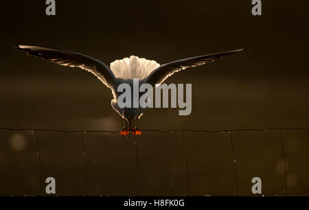 Testa nera Gull Chroicocephalus ridibundus equilibratura su filo di lakeside, retroilluminato, Essex, Ottobre Foto Stock