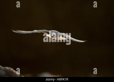 Testa nera Gull Chroicocephalus ridibundus in volo a sunrise, Essex, Ottobre Foto Stock